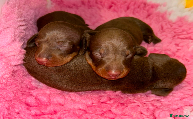 Miniature Dachshund dogs - Advert 4