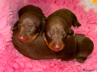 Miniature Dachshund dogs - Advert 3