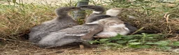 Ducks poultry for sale: Purebred Indian runner ducklings  - Advert 4