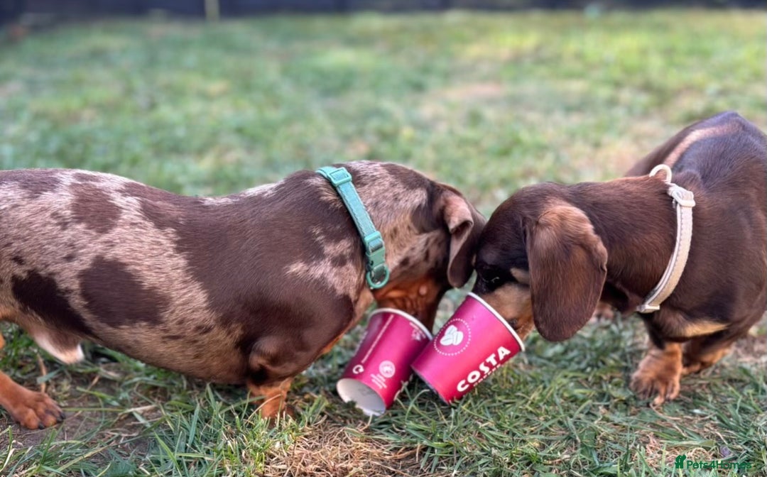 Miniature Dachshund dogs for sale: Last 2 Miniature Dachshund Pups Ready 23rd Dec! - Advert 23