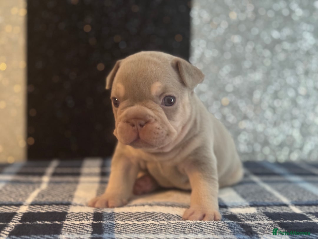 French Bulldog dogs for sale: Beautiful litter of 4 - Image 16