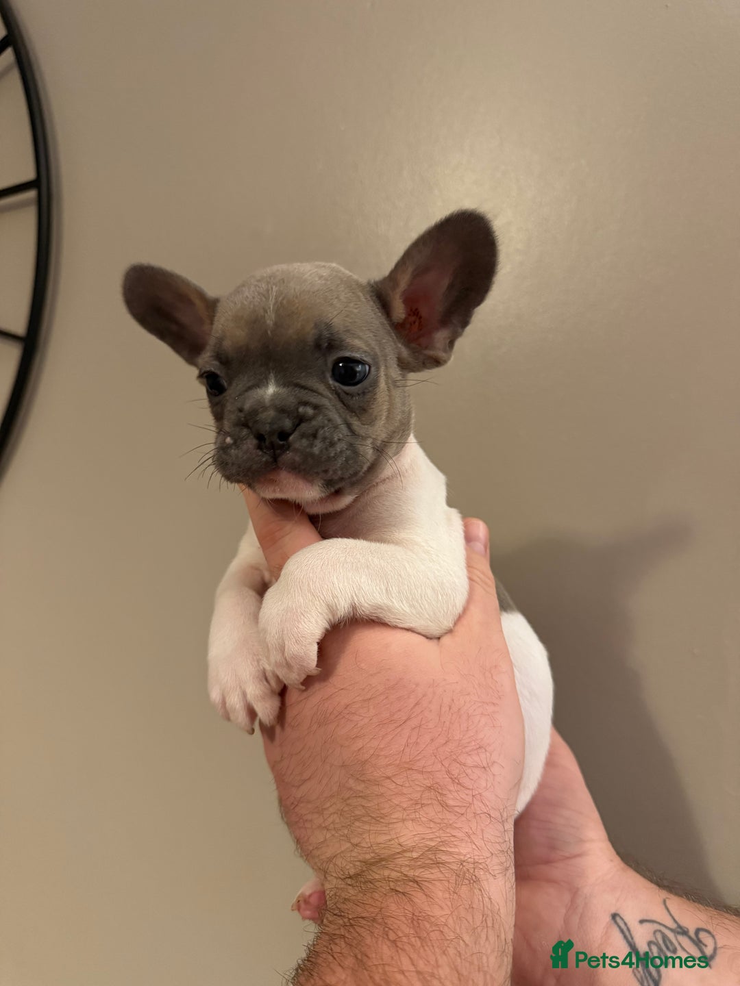 French Bulldog dogs for sale: Stunning French bulldogs  - Image 3