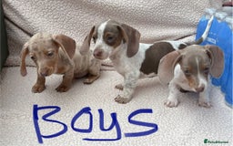 Miniature Dachshund dogs for sale: Fully vac RAINBOW MIX MINI DAXI KC REG PRA CLR - Image 9