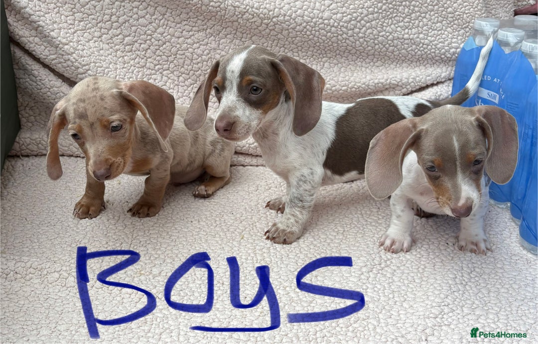 Miniature Dachshund dogs for sale: Fully vac RAINBOW MIX MINI DAXI KC REG PRA CLR - Image 9