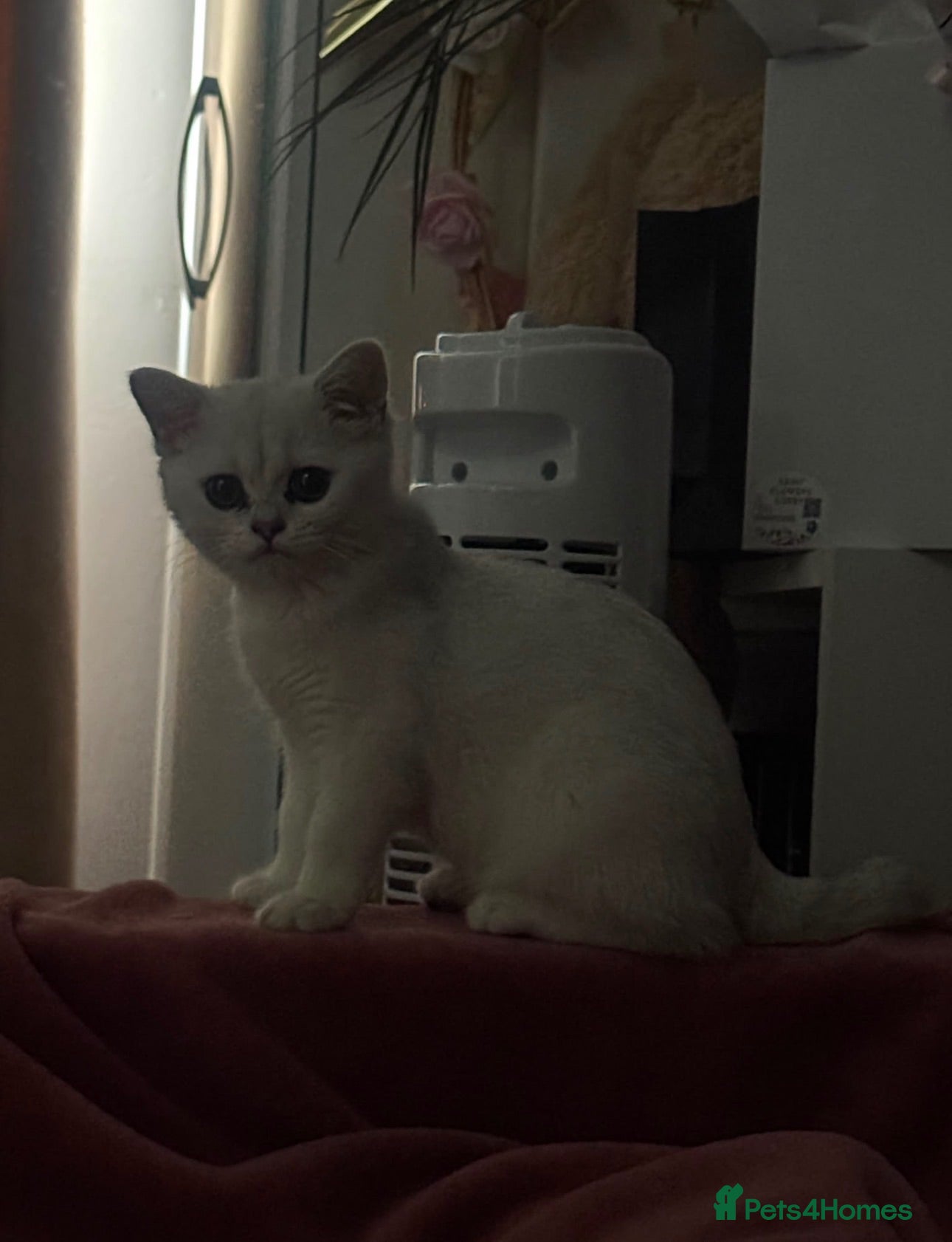 British Shorthair cats British Shorthair  - Advert 1