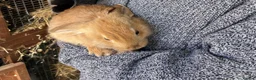 Mixed Breed rabbits for sale: Beautiful Mixed Breed Baby Rabbits  - Advert 14