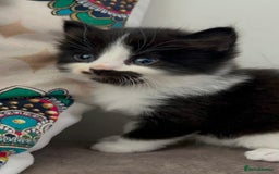 Domestic Shorthair cats for sale: Beautiful 5 tuxedo kittens available for new home. - Image 8