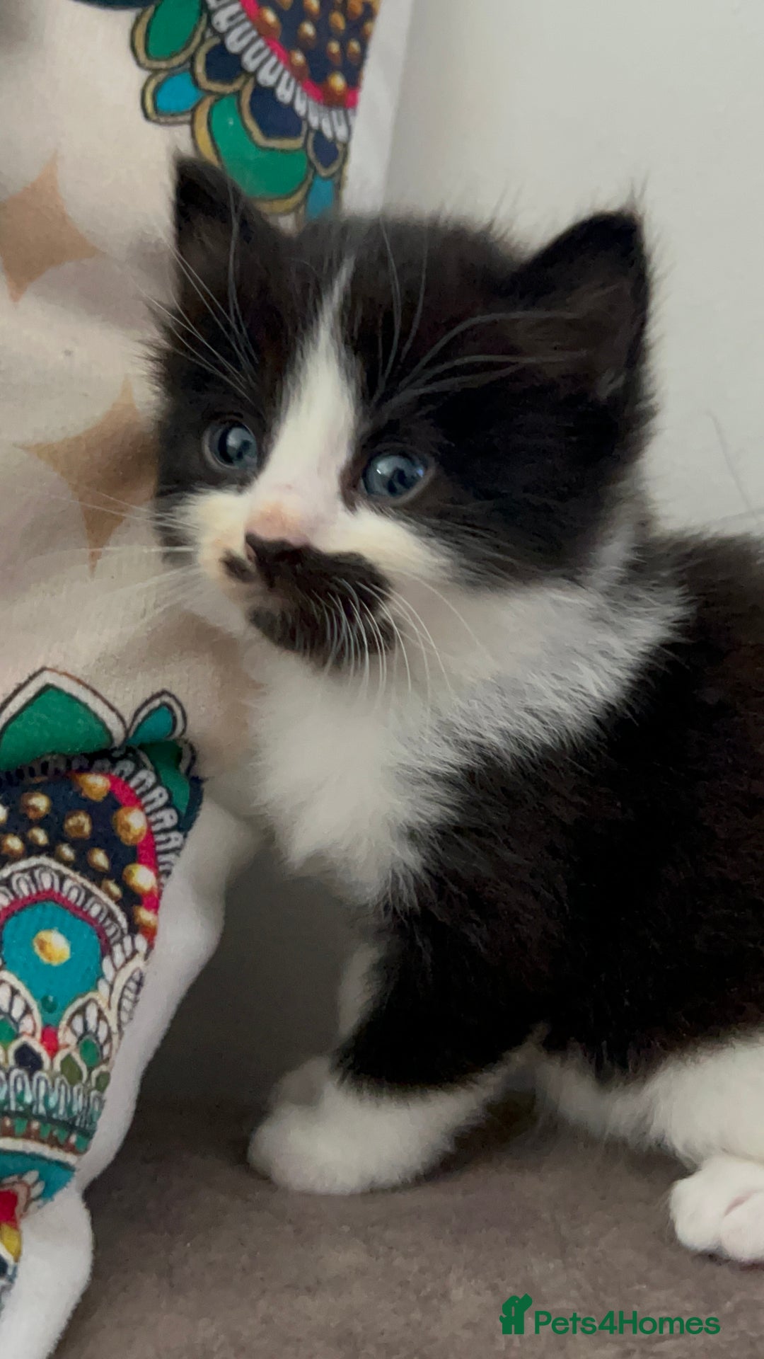 Domestic Shorthair cats for sale: Beautiful 5 tuxedo kittens available for new home. - Image 8