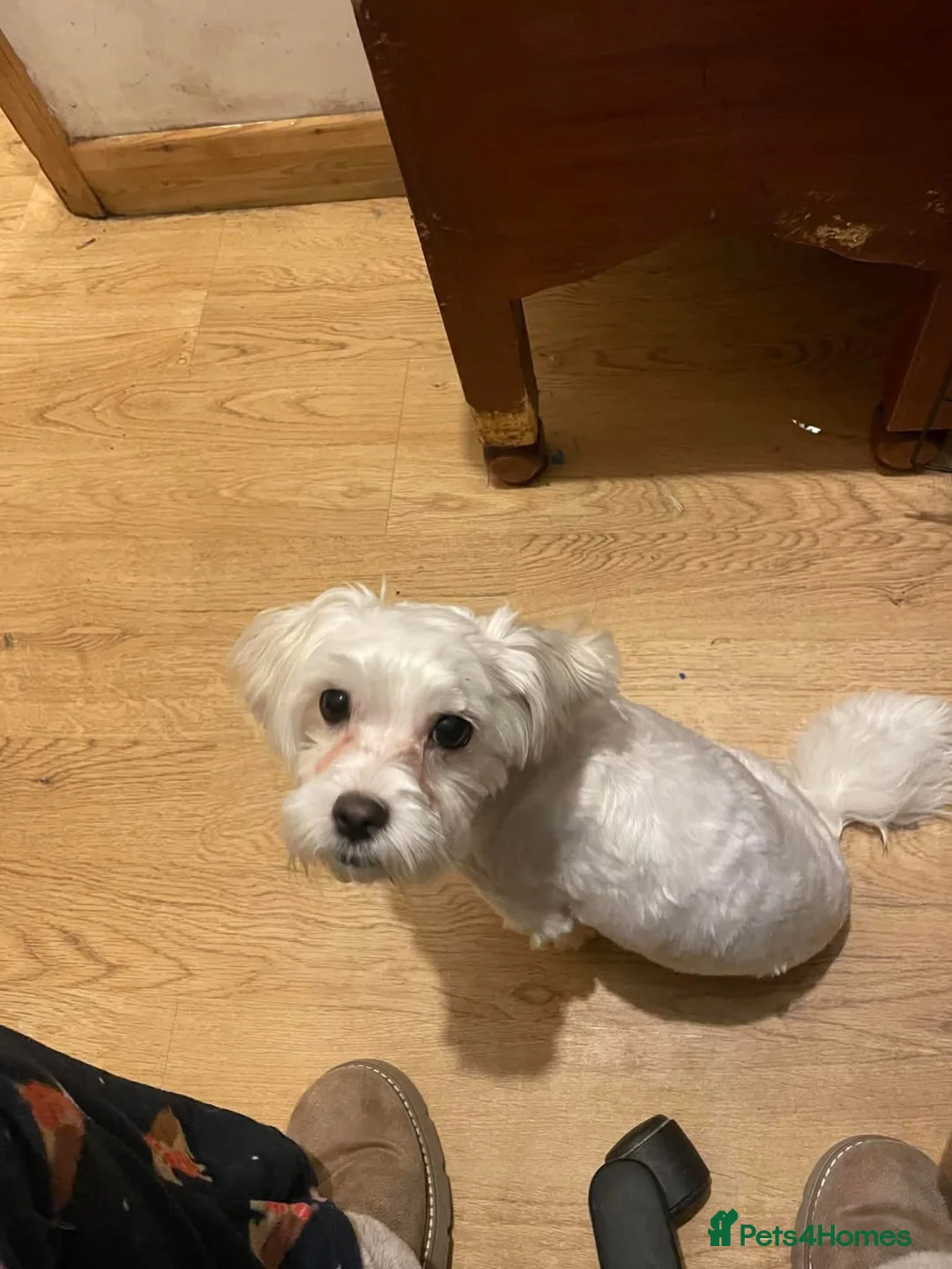 Maltipoo dogs for adoption: Ruby - Hingham Norfolk  - Advert 6