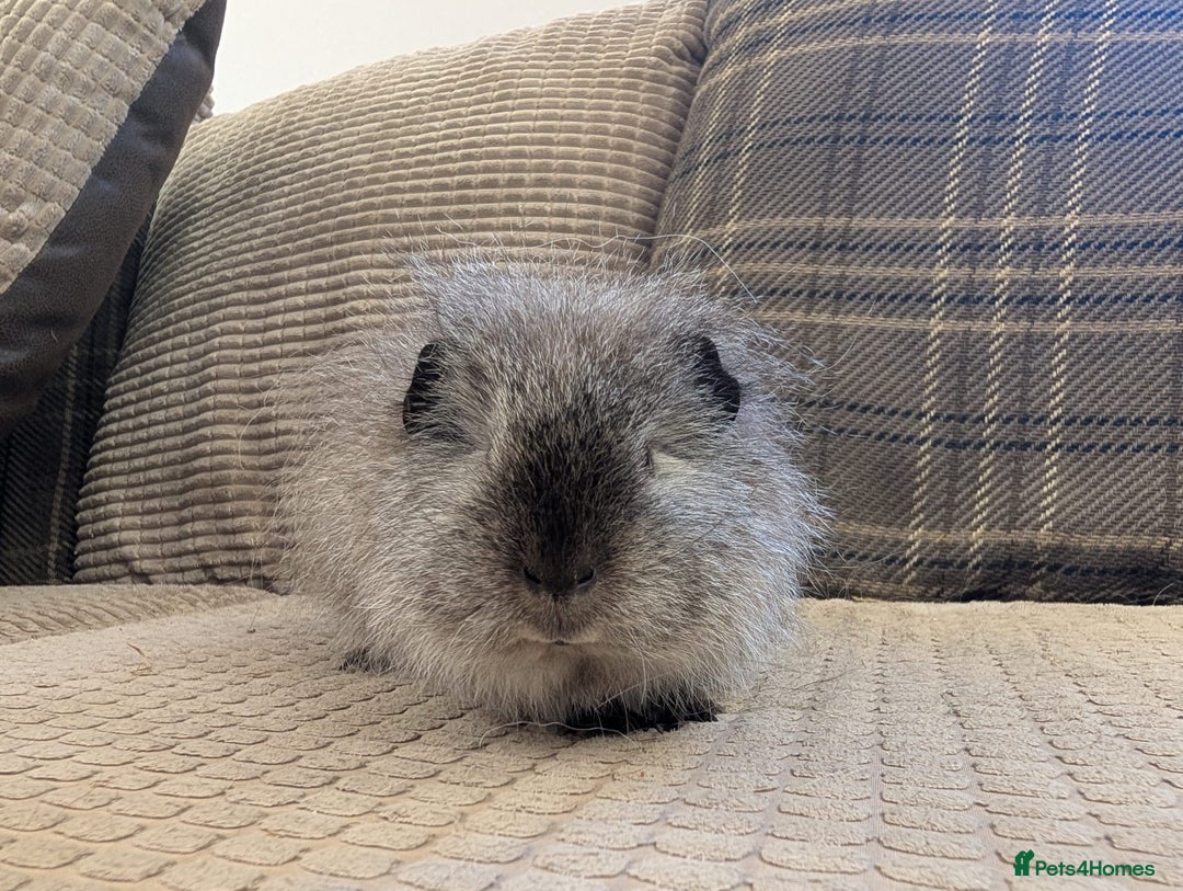 Guinea Pig rodents for sale: 4 female guinea pigs - Advert 2