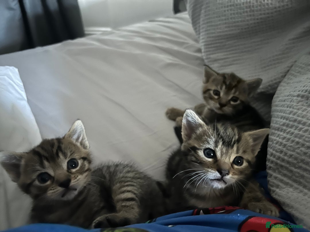 British Shorthair cats for sale: Boy and a girl kitten - Image 2