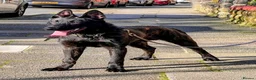 Belgian Shepherd Dog dogs for sale: Pure FCI Dutch Shepherd import  - Advert 6