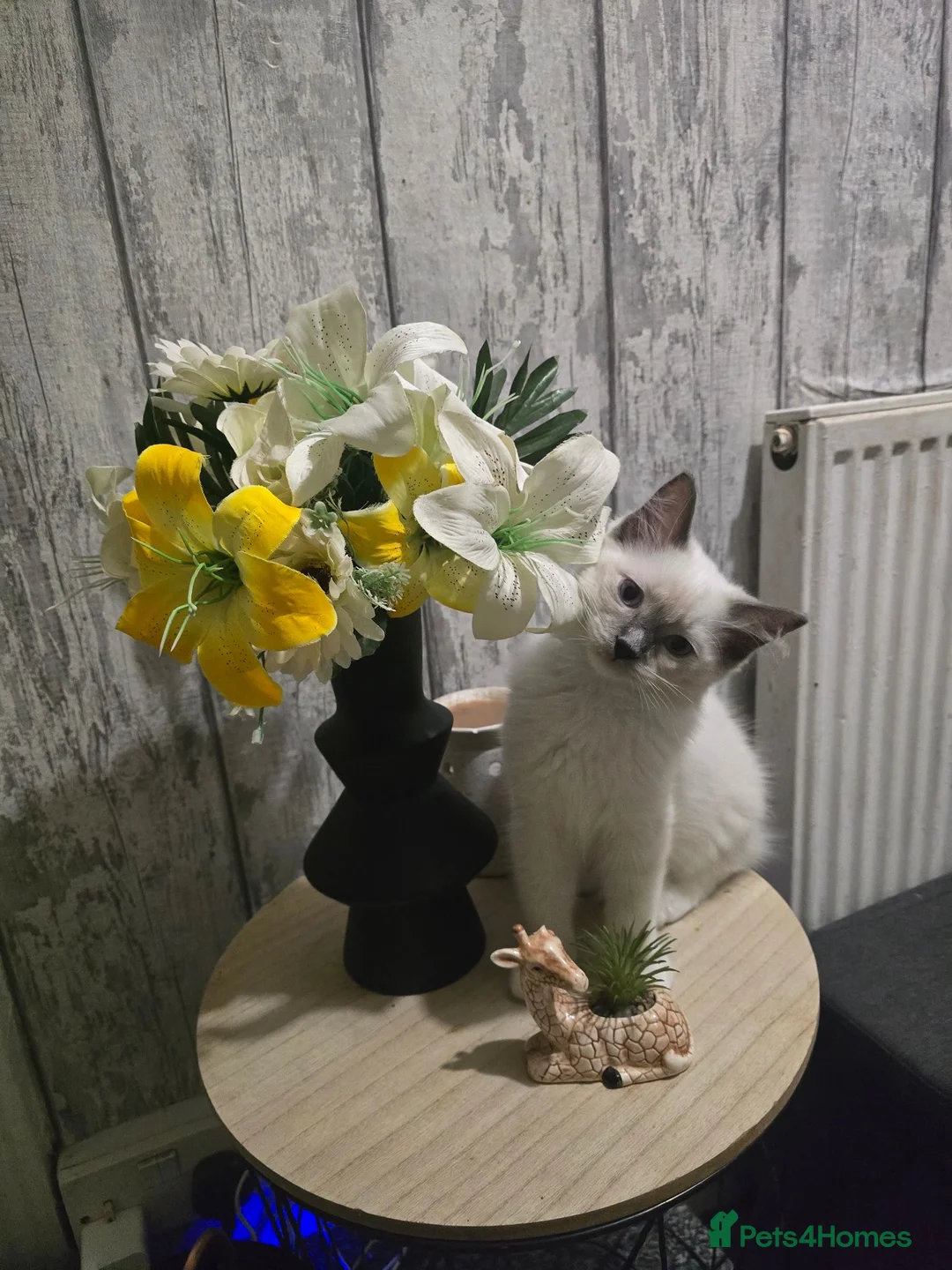 Ragdoll cats for sale: 2 beautiful boys  - Advert 1