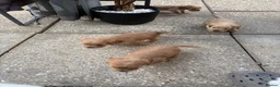 Cocker Spaniel dogs for sale: Cocker spaniel show puppy’s  - Advert 13