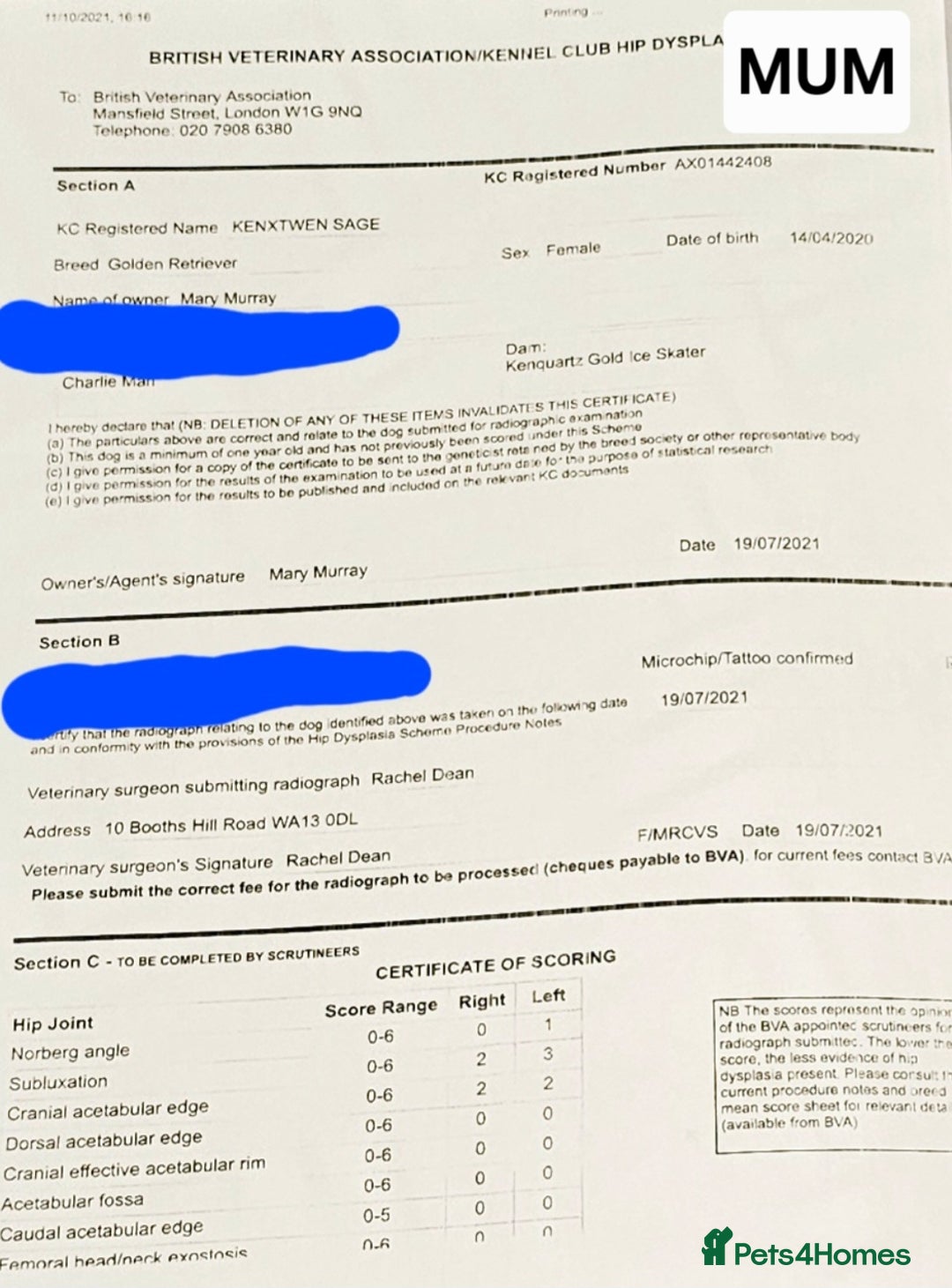 Golden Retriever dogs for sale:  golden retriever pups - Advert 24