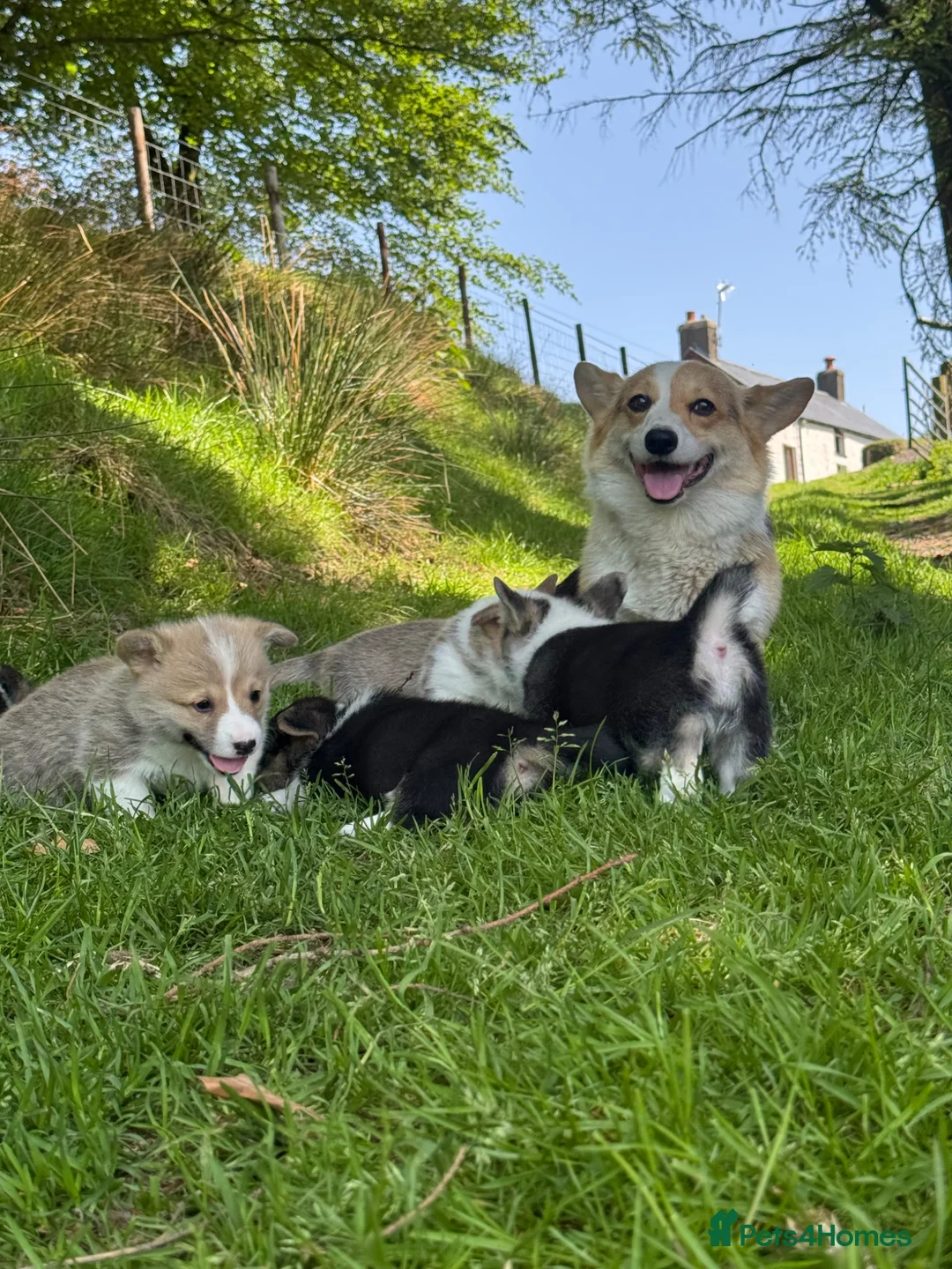 Welsh Corgi Pembroke dogs for sale: Beautiful Natural Bob Tail Pembrokeshire Pups - Advert 2