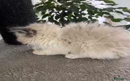 Selkirk Rex cats for sale: Selkirk rex kittens 😻 - Image 27