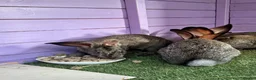 Continental Giant rabbits for sale: 5 giant continental bucks  - Advert 7