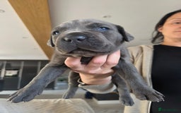 Cane Corso dogs for sale: Cane Corso puppies  - Image 5