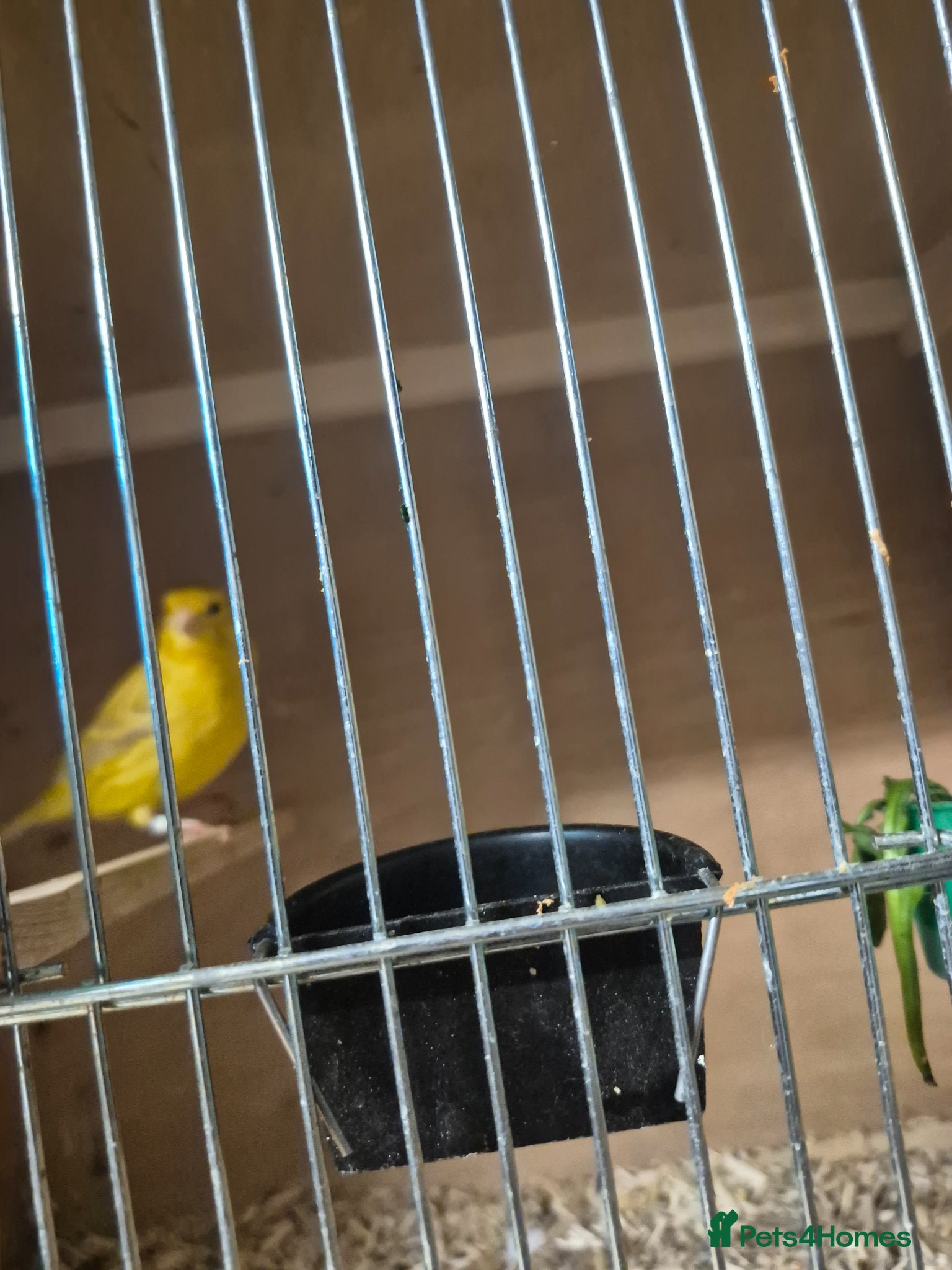 Mixed Breed birds 2 males  - Advert 4