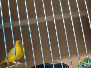 Mixed Breed birds 2 males - Advert 4