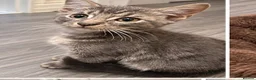 Mixed Breed cats for sale: 3 Beautiful Kittens Looking for Loving Homes - Advert 6