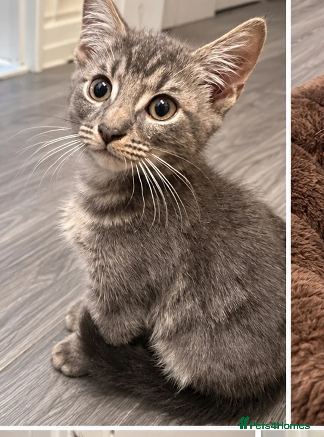 Mixed Breed cats for sale: 3 Beautiful Kittens Looking for Loving Homes - Advert 6