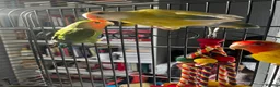 Mixed Breed birds for sale: Female budgies, Love birds and diamond dove in Scunthorpe - Advert 12