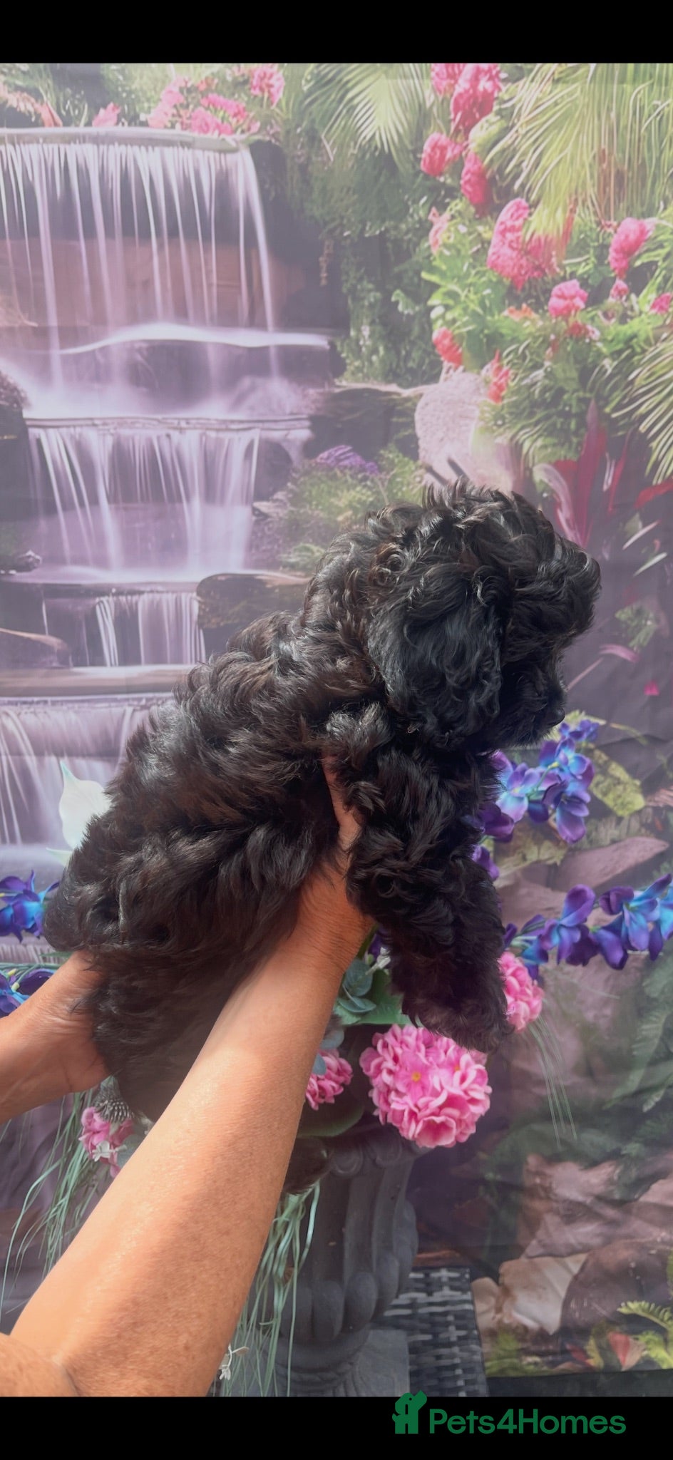 Cavapoo dogs 🌷F1 TOY CAVAPOO 5* HEALTH CHECK 🌷 - Advert 18