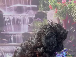 Cavapoo dogs 🌷F1 TOY CAVAPOO 5* HEALTH CHECK 🌷 - Advert 12