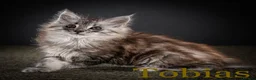 Maine Coon cats for sale: TICA-Registered Male Maine Coon Kittens - Advert 22