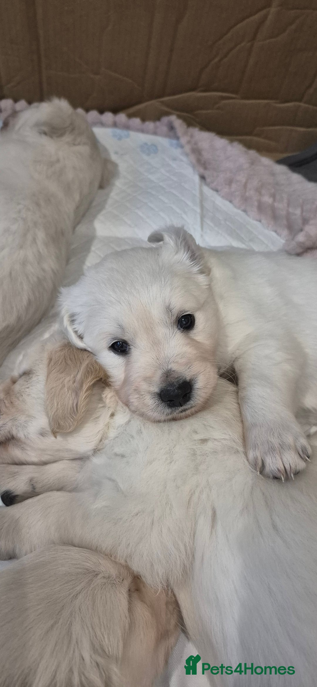 Golden Retriever dogs for sale: Golden retriever beautiful cream puppies - Advert 9