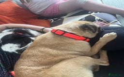 Pug dogs for sale: Fawn and panda pug  - Image 2