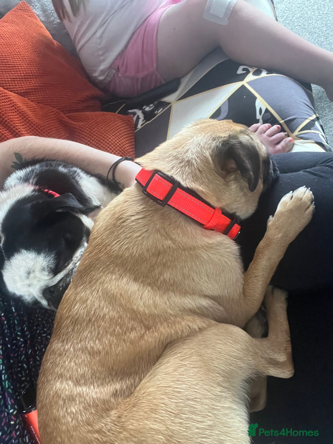 Pug dogs for sale: Fawn and panda pug  - Image 2