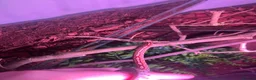 Corn Snake reptiles for sale: 2x corn snakes £150 each with full setup  - Advert 9