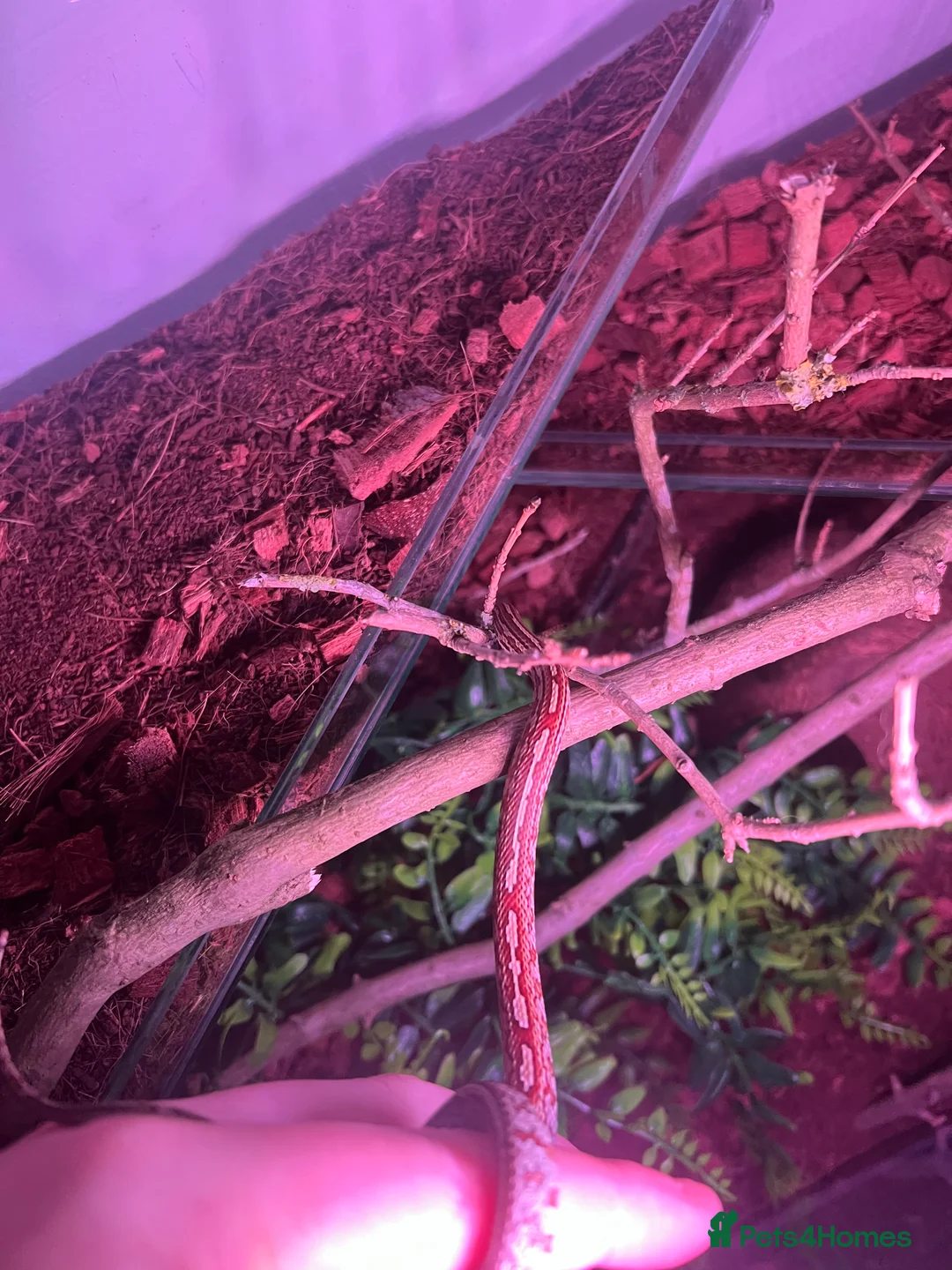 Corn Snake reptiles for sale: 2x corn snakes £150 each with full setup  - Advert 9