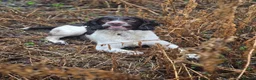 English Springer Spaniel dogs for stud: English springer spaniel at stud - Advert 4
