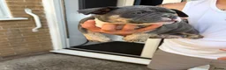 American Bully dogs for sale: Blue tri female pocket bully - Advert 12