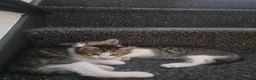 Mixed Breed cats for sale: Cute kittens ready for loving home - Advert 3