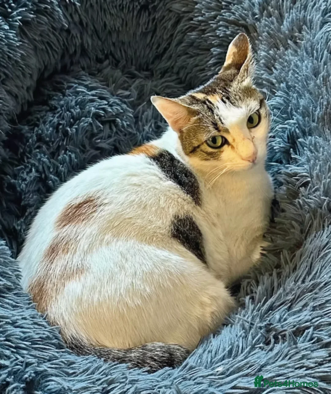 Mixed Breed cats for adoption: Female Cat for Adoption - Advert 6