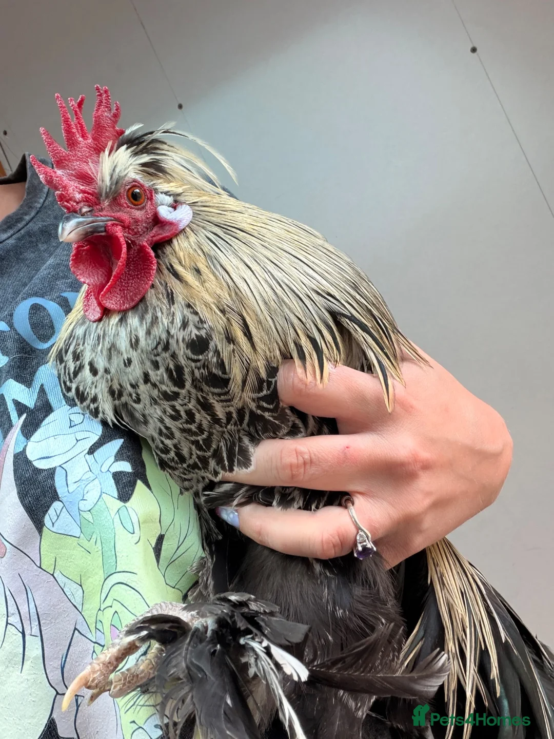 Mixed Breed poultry for sale: Cockerel - Advert 3