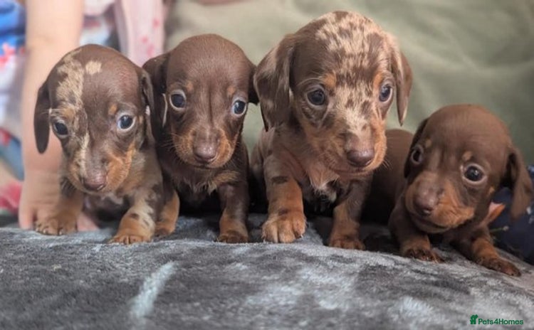 Miniature Dachshund dogs - Advert 2