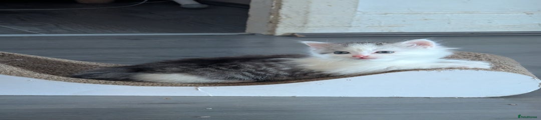 Mixed Breed Kitten 1