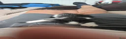 Mixed Breed cats for sale: Beautiful mixed breed kittens must go this week. - Advert 12