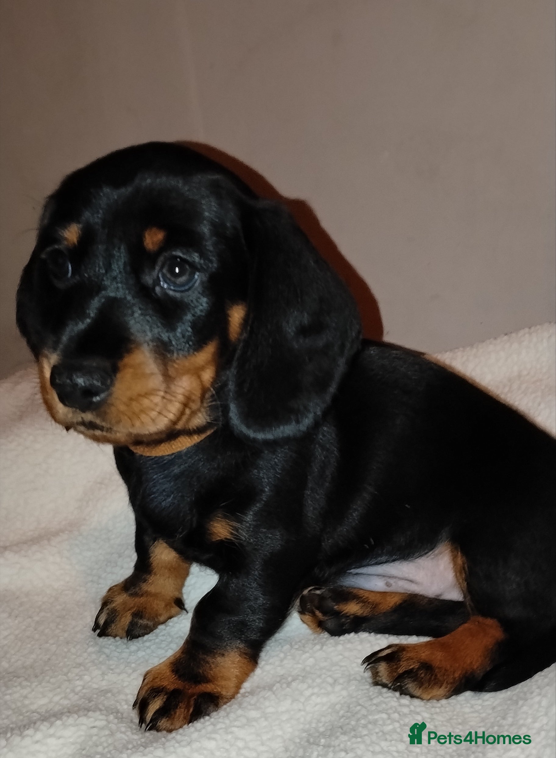 Dachshund dogs Miniature Dachshund  - Advert 10