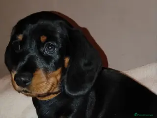 Dachshund dogs Miniature Dachshund - Advert 10