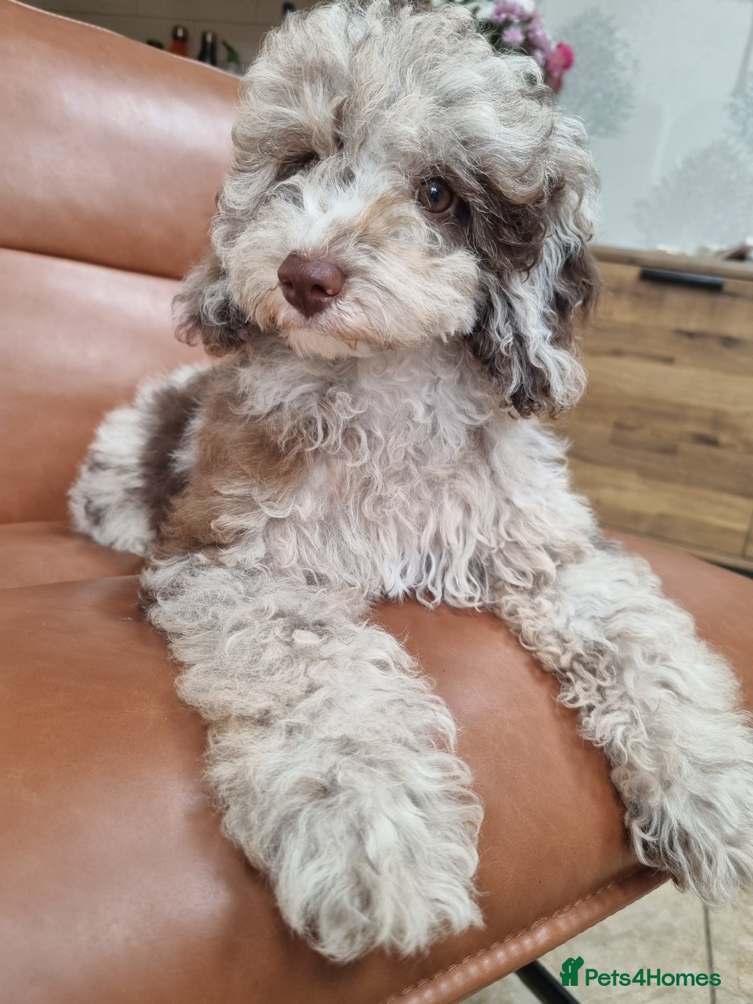 Toy Poodle dogs for sale: Stunning chocolate merle toy poodle girl! 16 weeks - Image 13