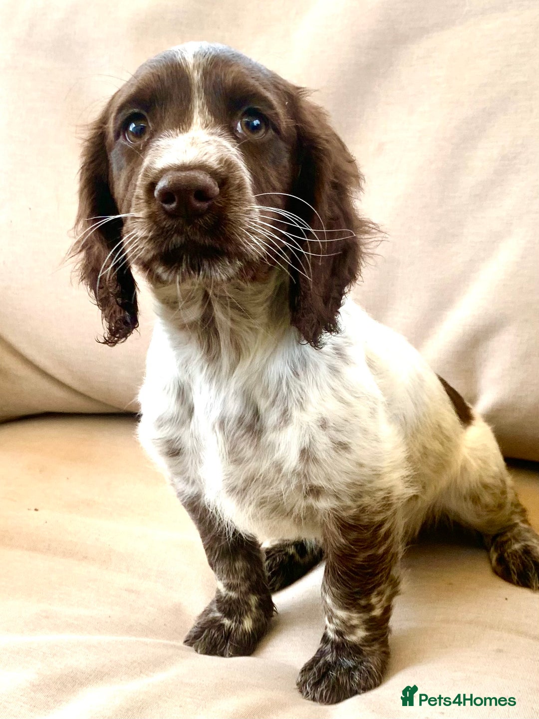 Cocker Spaniel dogs for stud: Boris (Bryn Rhos Major) for stud in Ammanford - Advert 16