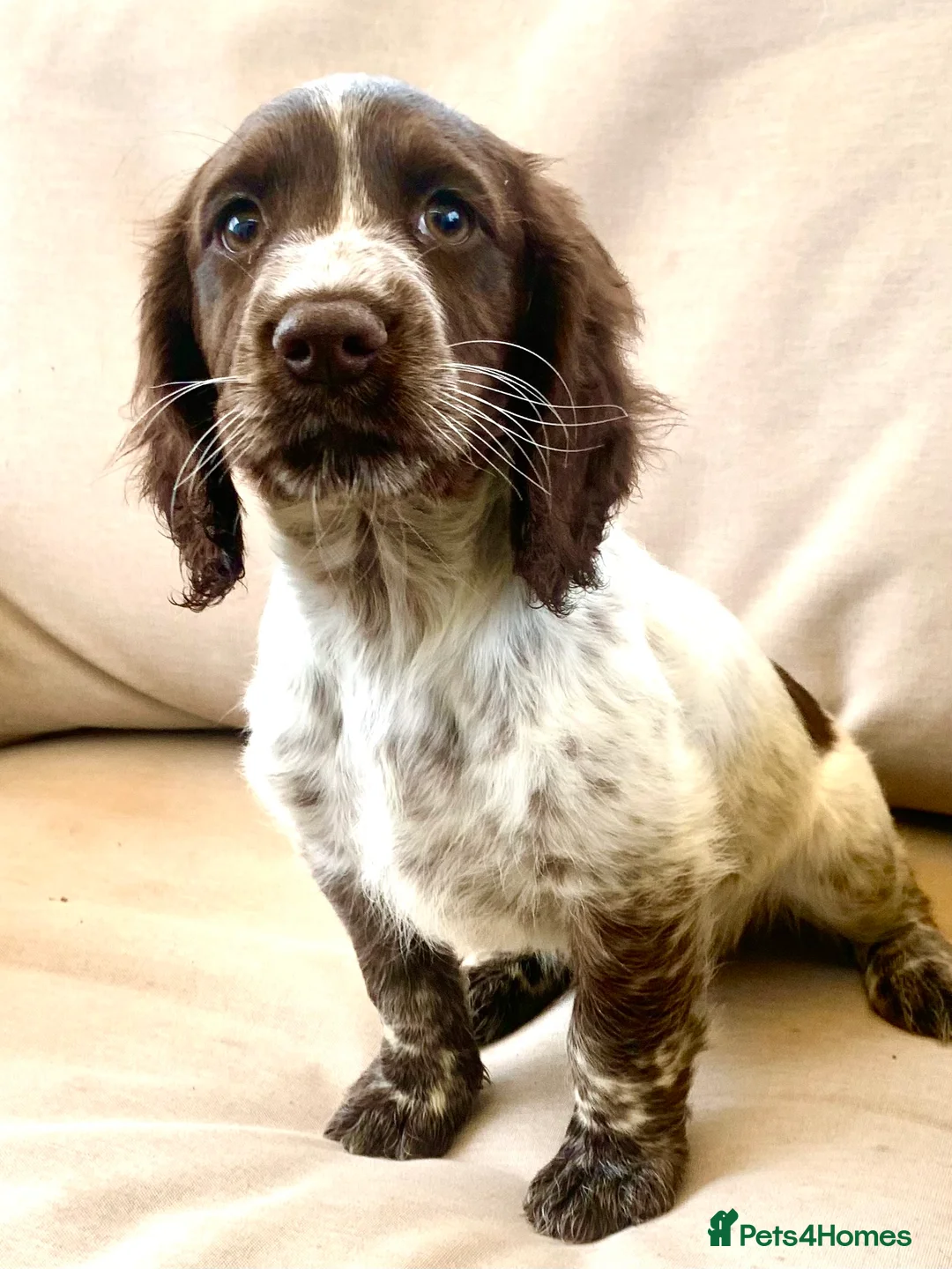 Cocker Spaniel dogs for stud: Boris (Bryn Rhos Major) for stud in Ammanford - Advert 16