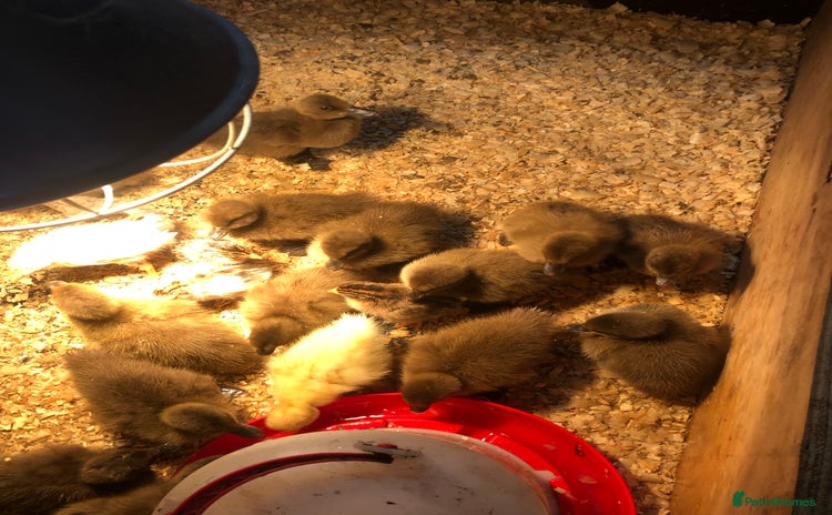 Ducks poultry - Advert 1
